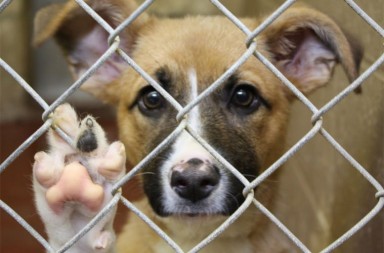 feirinha-de-adocao-de-animais-salvador-abpa